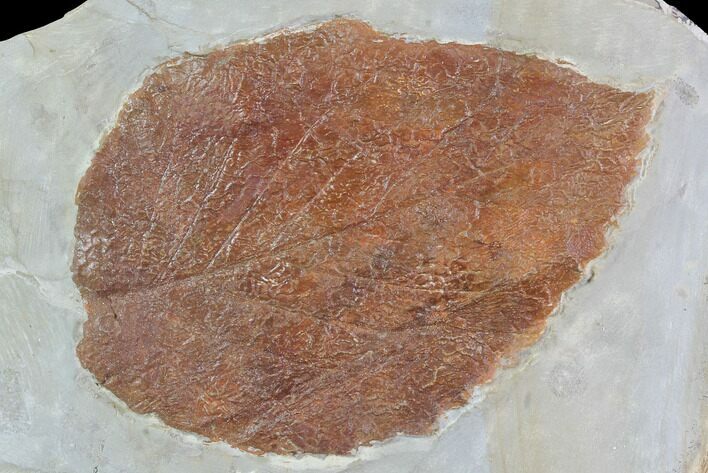 Detailed Fossil Leaf (Davidia) - Glendive, Montana #95221